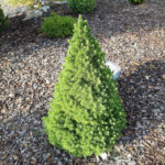 Picea Glauca Conica
