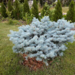 Picea Glauca Globosa 2